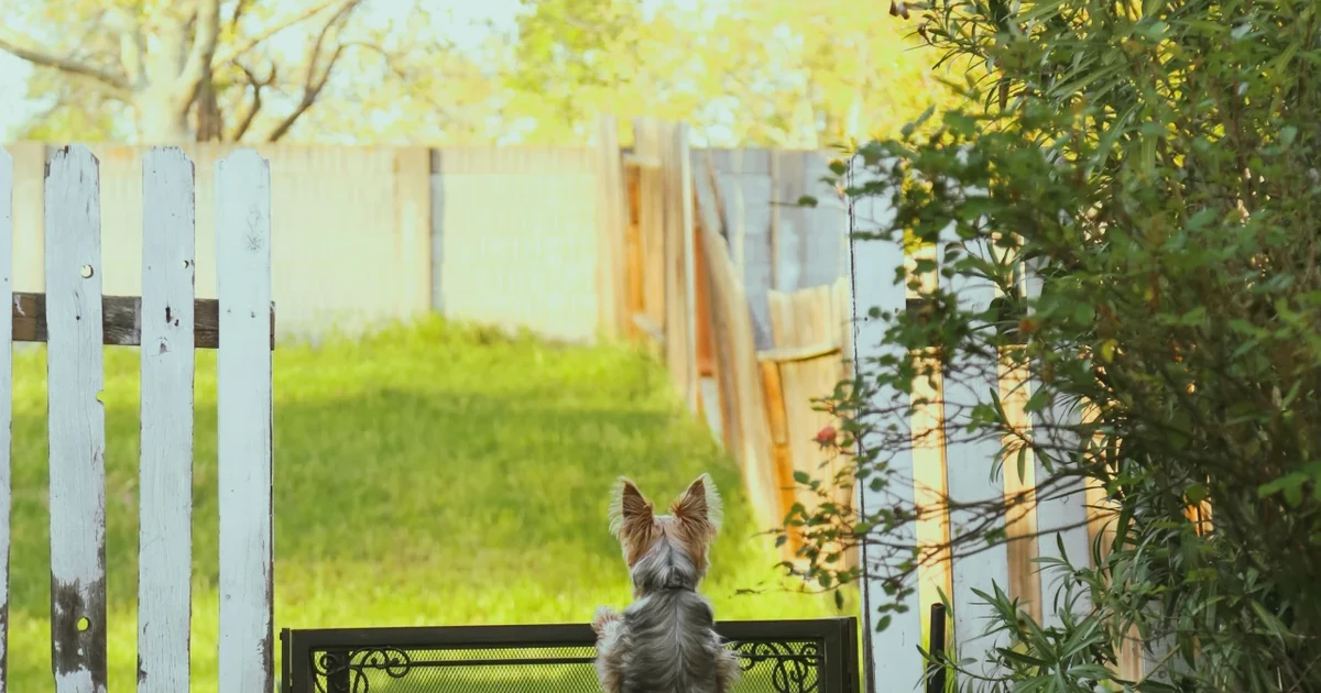 A small dog sitting on a bench looking out at a backyard bordered by a white picket and wood fence.
