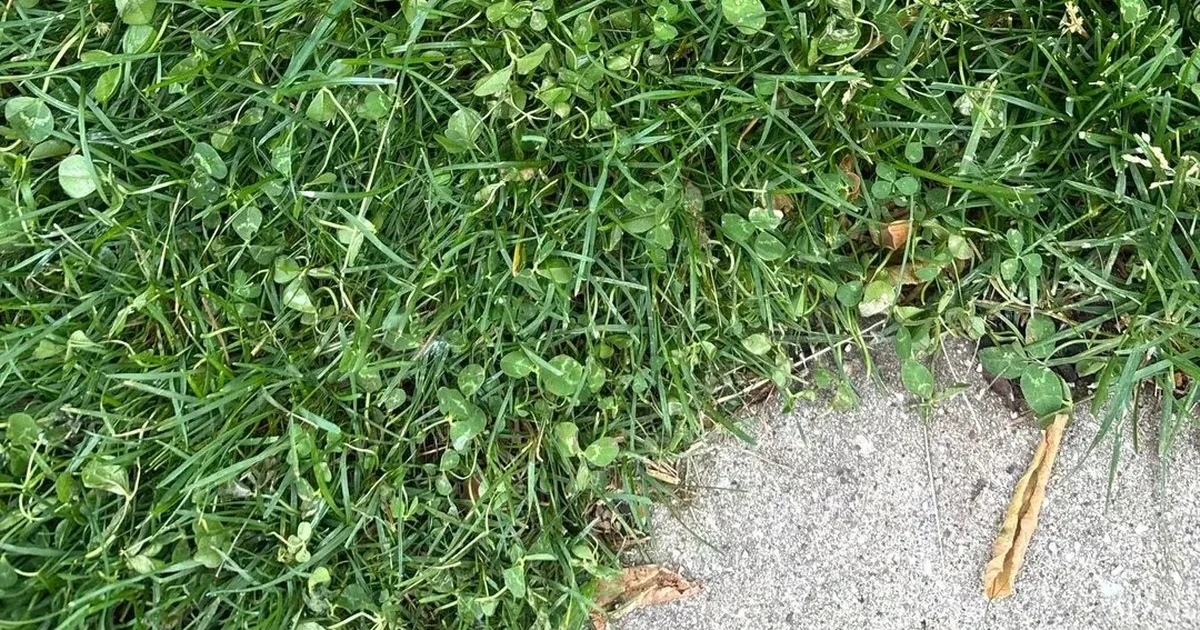 A close-up of a clover and grass lawn meeting the edge of a concrete sidewalk.
